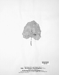 Image Associated With the Occurence